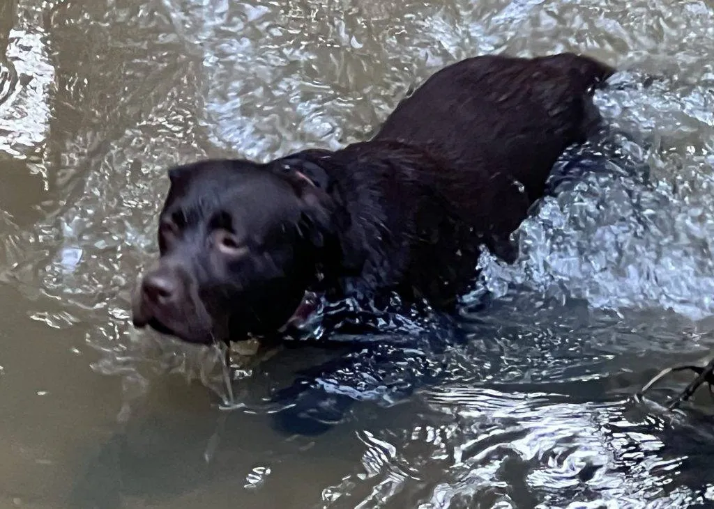 Roxie