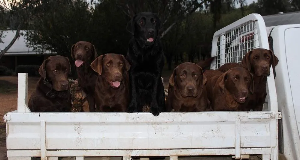 Patonga Pups team